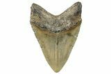 Fossil Megalodon Tooth - North Carolina #272400-2